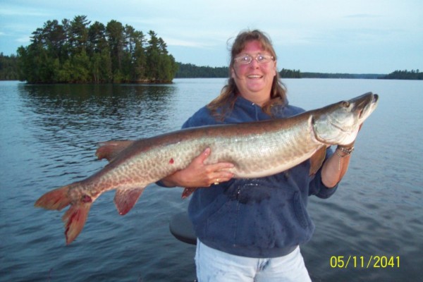 A 47 Inch Musky At Hideaway Lodge