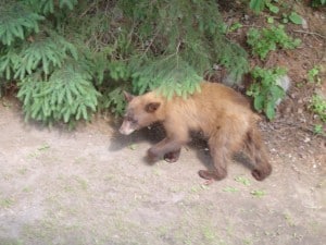 Bear At Hideaway Lodge
