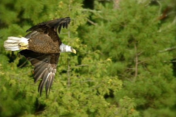 Bald Eagle At Hideaway Lodge