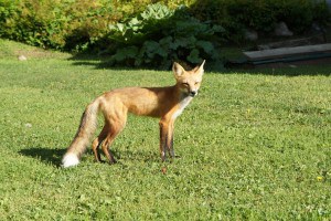 Fox At Hideaway Lodge
