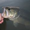Large Mouth Bass Release At Hideaway Lodge