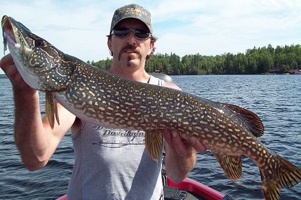 Northern Pike Background