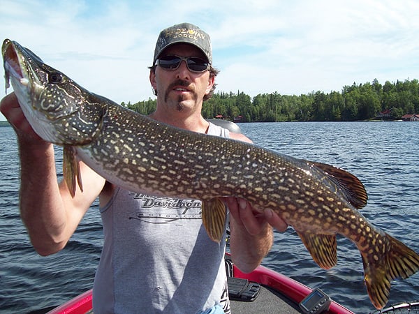 Northern Pike Background